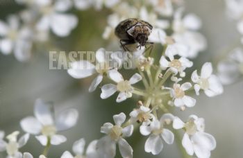 EA266907, Eastpress, Porvoo, Finland
